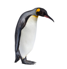 Fototapeta premium King penguin standing in front of a awhite background