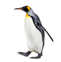 Side view of a King penguin walking, isolated on white - obrazy, fototapety, plakaty