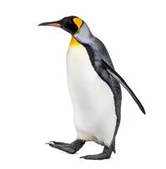 Fotobehang Side view of a King penguin walking, isolated on white © Eric Isselée