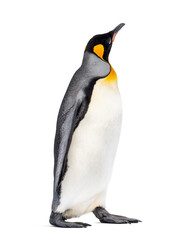 Fototapeta premium Side view of a King penguin walking, isolated on white