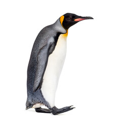 Obraz premium Side view of a King penguin walking, isolated on white