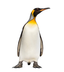 King penguin standing in front of a awhite background