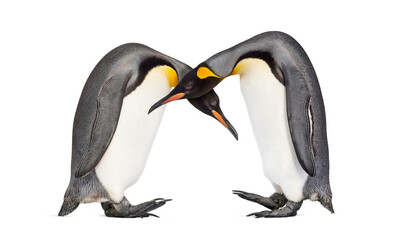 Couple of King penguin isolated on white