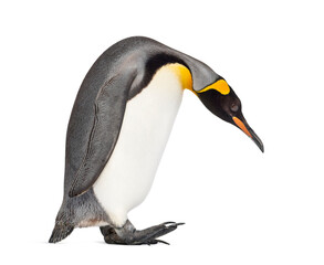 Side view of a King penguin walking, isolated on white