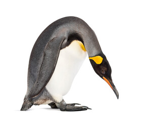 Standing King penguin looking down, isolated © Eric Isselée