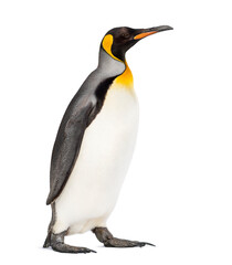 Walking King penguin, isolated on white