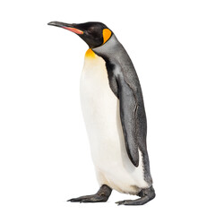 Side view of a King penguin walking, isolated on white © Eric Isselée