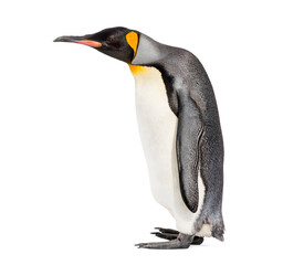 Walking King penguin, isolated on white