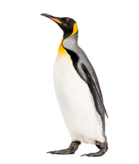 Side view of a King penguin walking, isolated on white