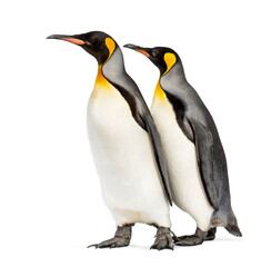Two King penguins walking, isolated on white
