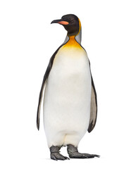 Fototapeta premium King penguin standing in front of a awhite background