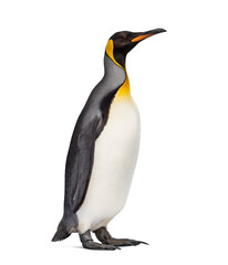 King penguin standing in front of a awhite background