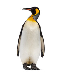 Fototapeta na wymiar King penguin standing in front of a awhite background