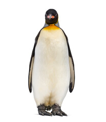 King penguin standing and staring at the camera in front of a white background