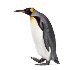 Schilderijen op glas Side view of a King penguin walking, isolated on white © Eric Isselée