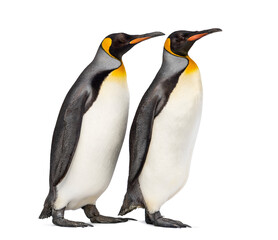 Couple of King penguin isolated on white