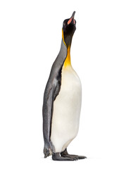 King penguin looking up, isolated on white