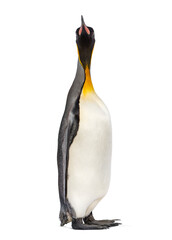 King penguin looking up, isolated on white