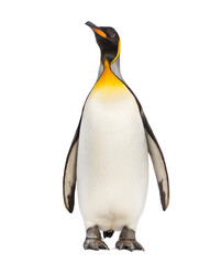 Obraz premium King penguin standing in front of a awhite background