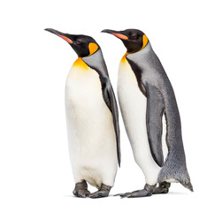 Couple of King penguin isolated on white