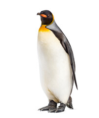 King penguin, bird from antartica, isolated on white