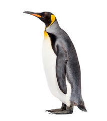 Side view of a King penguin, isolated on white