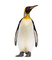 King penguin looking up, isolated on white - obrazy, fototapety, plakaty