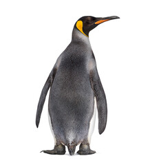 Back view of a King penguin looking away © Eric Isselée