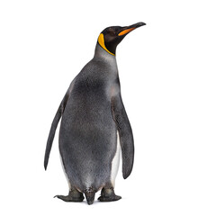 Back view of a King penguin looking away