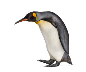 Fototapeta premium Side view of a King penguin walking, isolated on white