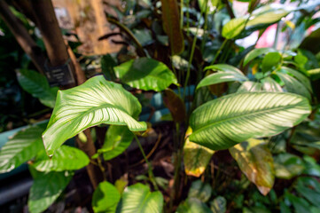 Birmingham Botanical Gardens West Midlands England UK