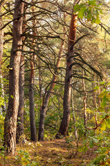Pine trunks in the light of the autumn morning.