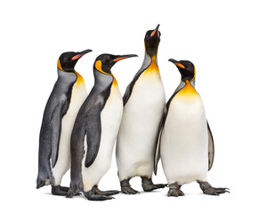 Colony of king penguins together, isolated on white