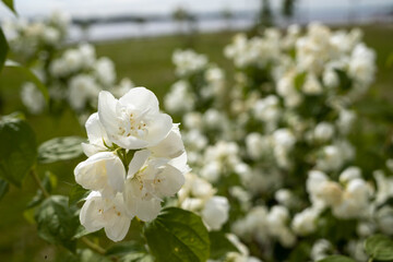 Obraz premium A delicate flower of Philadelphus. Yaroslavl. Beautiful summer day.