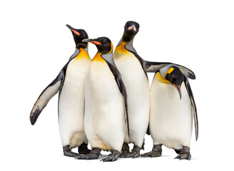Colony of king penguins together, isolated on white