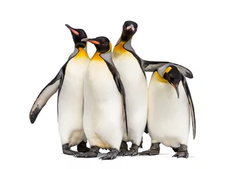 Foto auf Acrylglas Colony of king penguins together, isolated on white © Eric Isselée