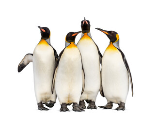 Colony of king penguins together, isolated on white