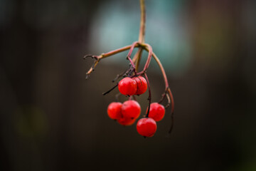 Autumn viburnum tree with bunches of red ripe berries. Selective focus.
