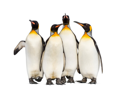 Colony of king penguins together, isolated on white © Eric Isselée