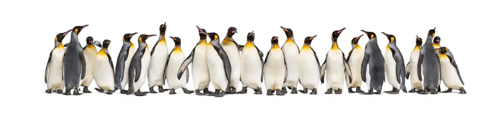 Foto op Plexiglas Colony of king penguins together, isolated on white © Eric Isselée