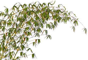 feuilles de bambou 