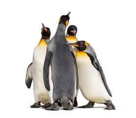 Group of King penguin standing together, isolated on white