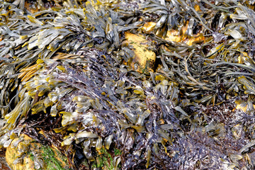 Close up of seaweed covering rocks