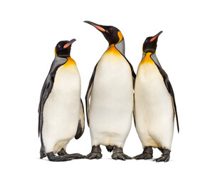 Group of King penguin standing together, isolated on white - obrazy, fototapety, plakaty