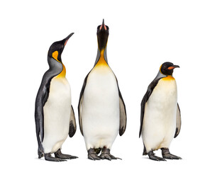Group of King penguin standing together, isolated on white