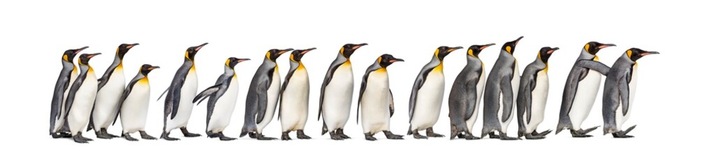 Fototapeta na wymiar Colony of king penguins together, isolated on white