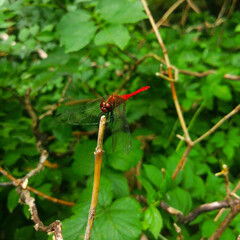 dragonfly on a leaf