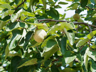 (Cydonia oblonga) Cognassier ou poire de Cydonie à fruits jaune doré en forme de poire ou pomme...