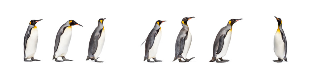 Fototapeta na wymiar Colony of king penguins together, isolated on white