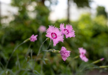 Dianthus deltoides; Caryophyllaceae. Carnation-pink herb. Close - up on a blurry background.